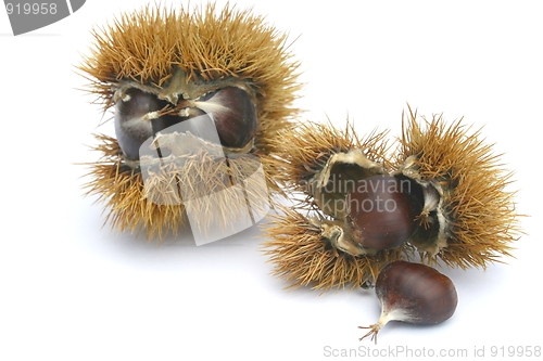 Image of CHESTNUT