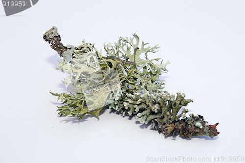 Image of Shrub-lichen
