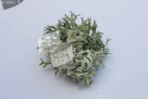 Image of Shrub-lichen