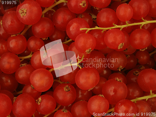 Image of currant