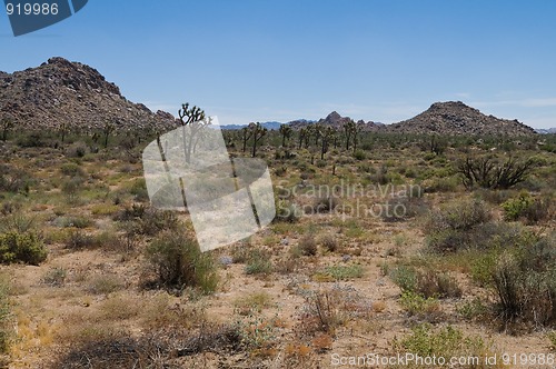 Image of Joshua Tree