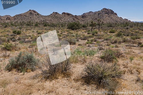 Image of Joshua Tree