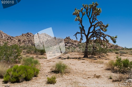 Image of Joshua Tree