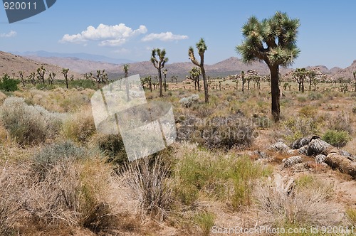 Image of Joshua Tree