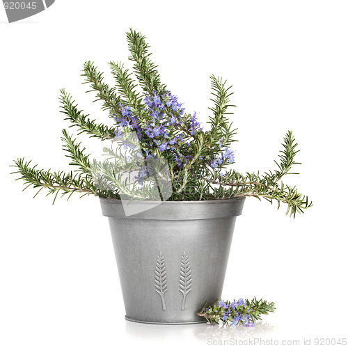 Image of Rosemary Herb Plant