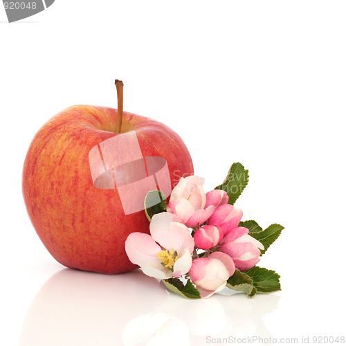 Image of  Red Apple and Flower Blossom