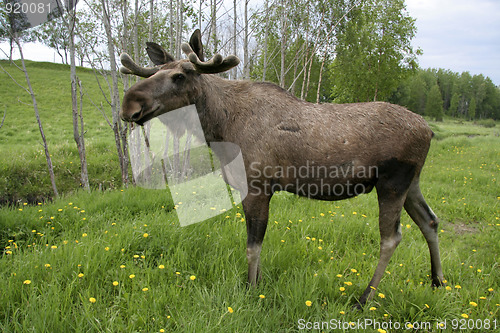 Image of Moose