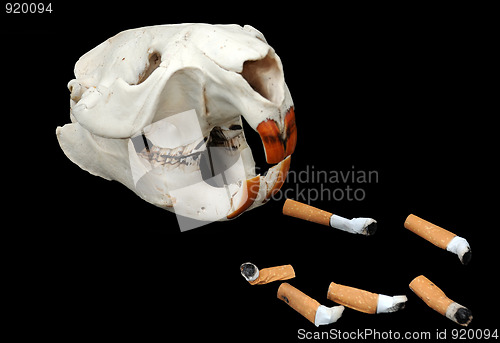 Image of Beaver's Skull and Cigarette Butts