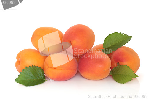 Image of Apricot Fruit