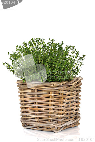 Image of Thyme Herb Plant