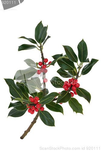 Image of Holly Berry and Leaf Sprig