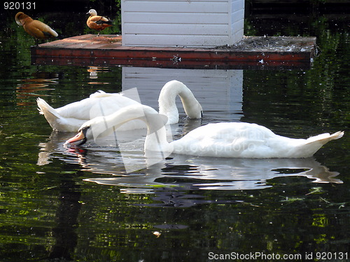 Image of Two mute swans