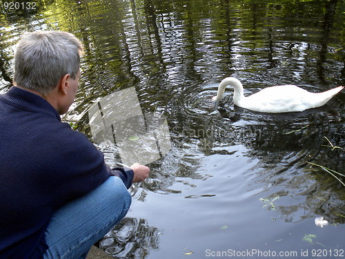 Image of Mute swan makes a living from hands