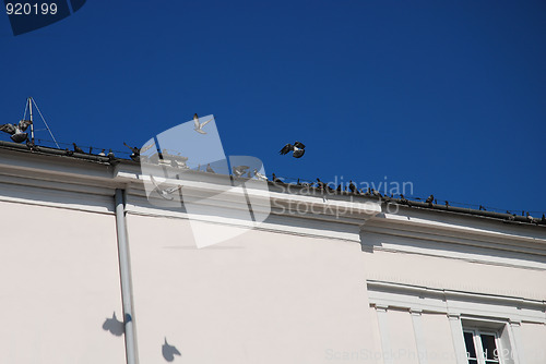 Image of Pigeons roost on tile roof of building