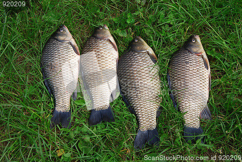 Image of The Crucian Carp (Carassius carassius) 