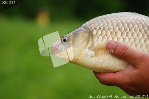 Image of The Crucian Carp (Carassius carassius) 