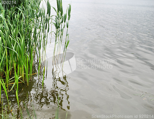Image of reeds at the lake