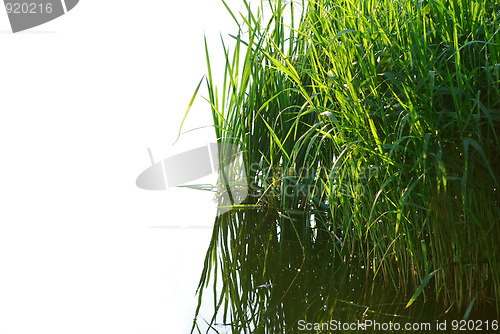 Image of reeds at the lake