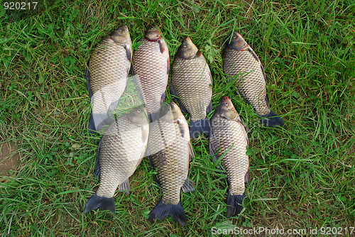 Image of The Crucian Carp (Carassius carassius) 