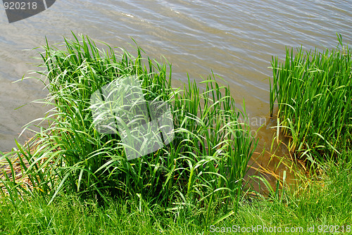 Image of reeds at the lake