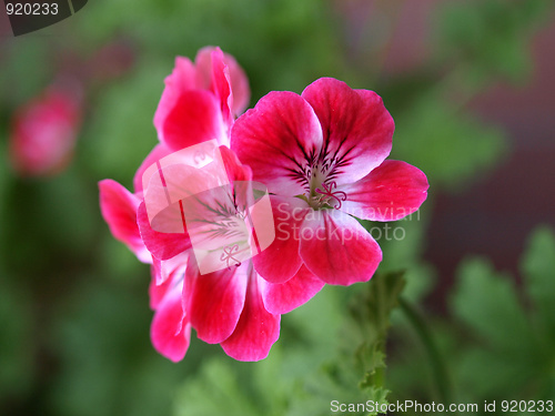 Image of Geranium