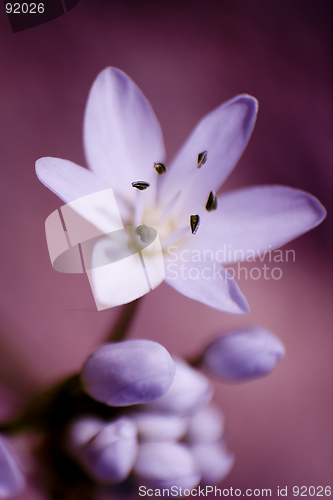 Image of Garlic blossom