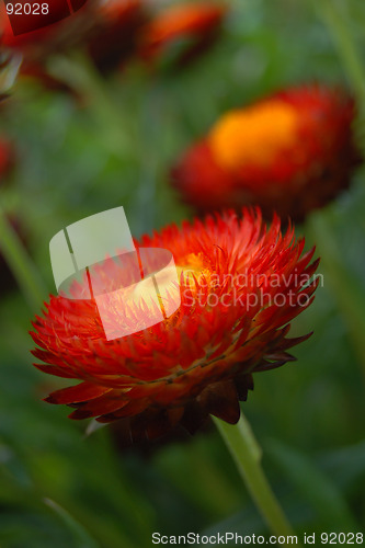 Image of Red blooming