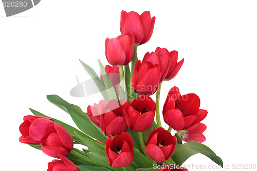 Image of Red Tulip Flowers