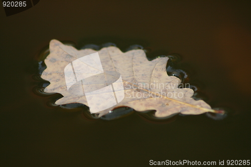 Image of Fall in the water