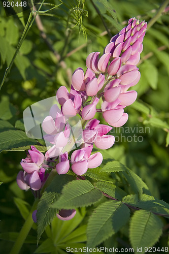 Image of Pink lupine