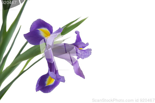 Image of Violet Iris