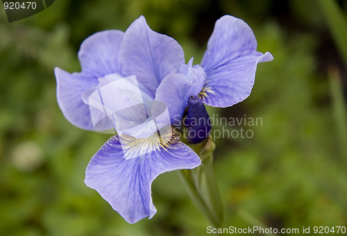 Image of Violet Iris with bud