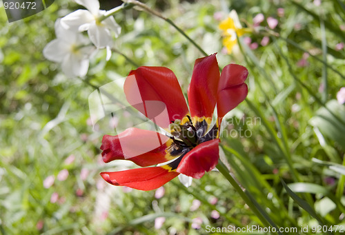 Image of Open red tulip