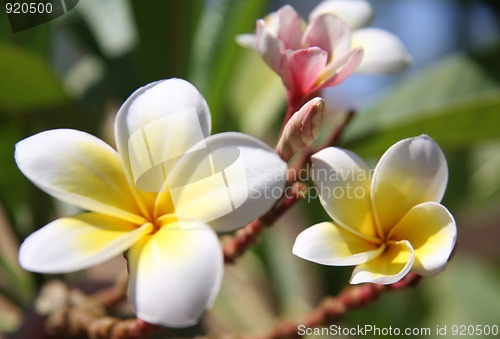 Image of Beautiful tropical flowers