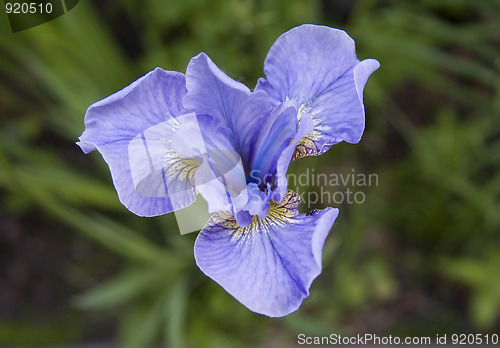 Image of Violet Iris