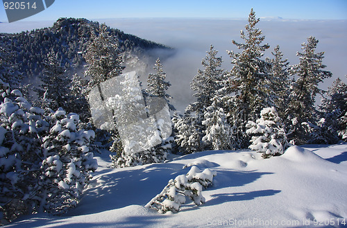 Image of Winter Landscape