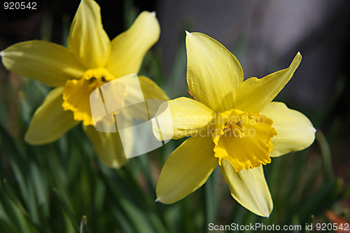 Image of Yellow narcissus flowers