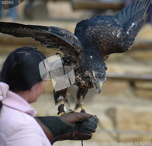 Image of Falconer