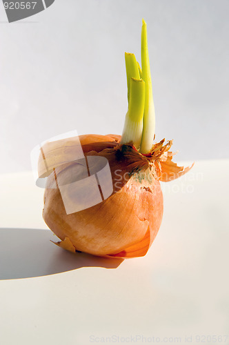 Image of Onion