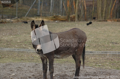 Image of donkey