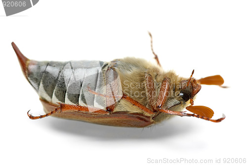 Image of Dead cockchafer (Melontha vulgaris)