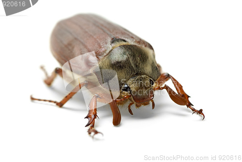 Image of Cockchafer (Melontha vulgaris)