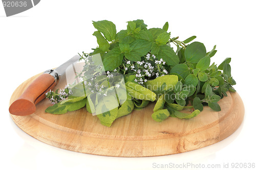 Image of Fresh Herb Leaves