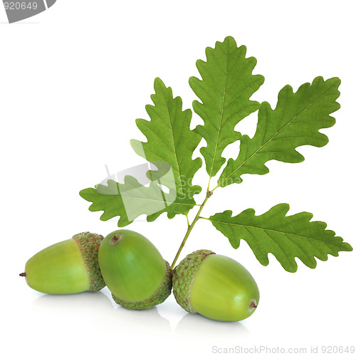 Image of Acorns and Oak Leaf Sprig