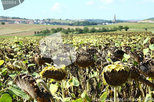 Image of sunflower field 