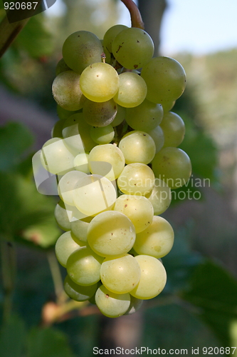 Image of grapes