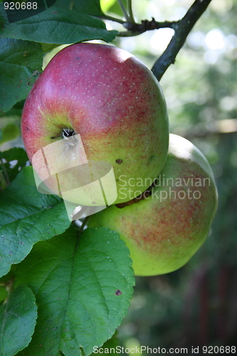 Image of red apples