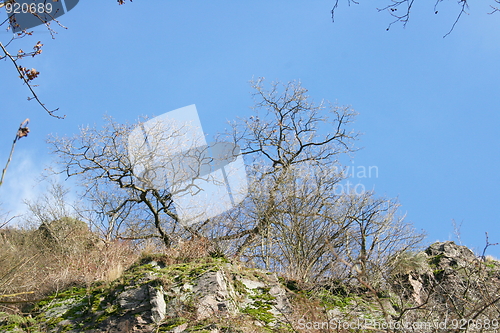 Image of withered trees 