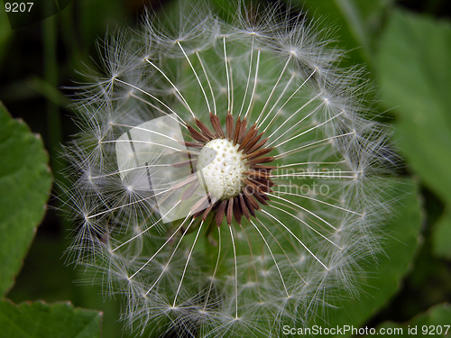 Image of Dandelion Close Up