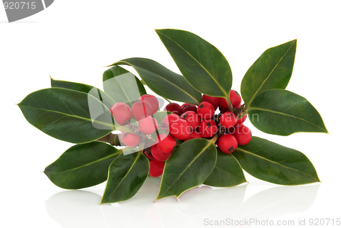 Image of Holly Berry and Leaf Sprig